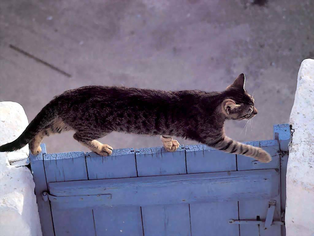 Gatti (259)